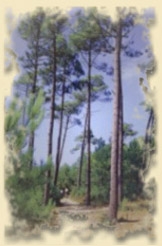 Jagdreviere